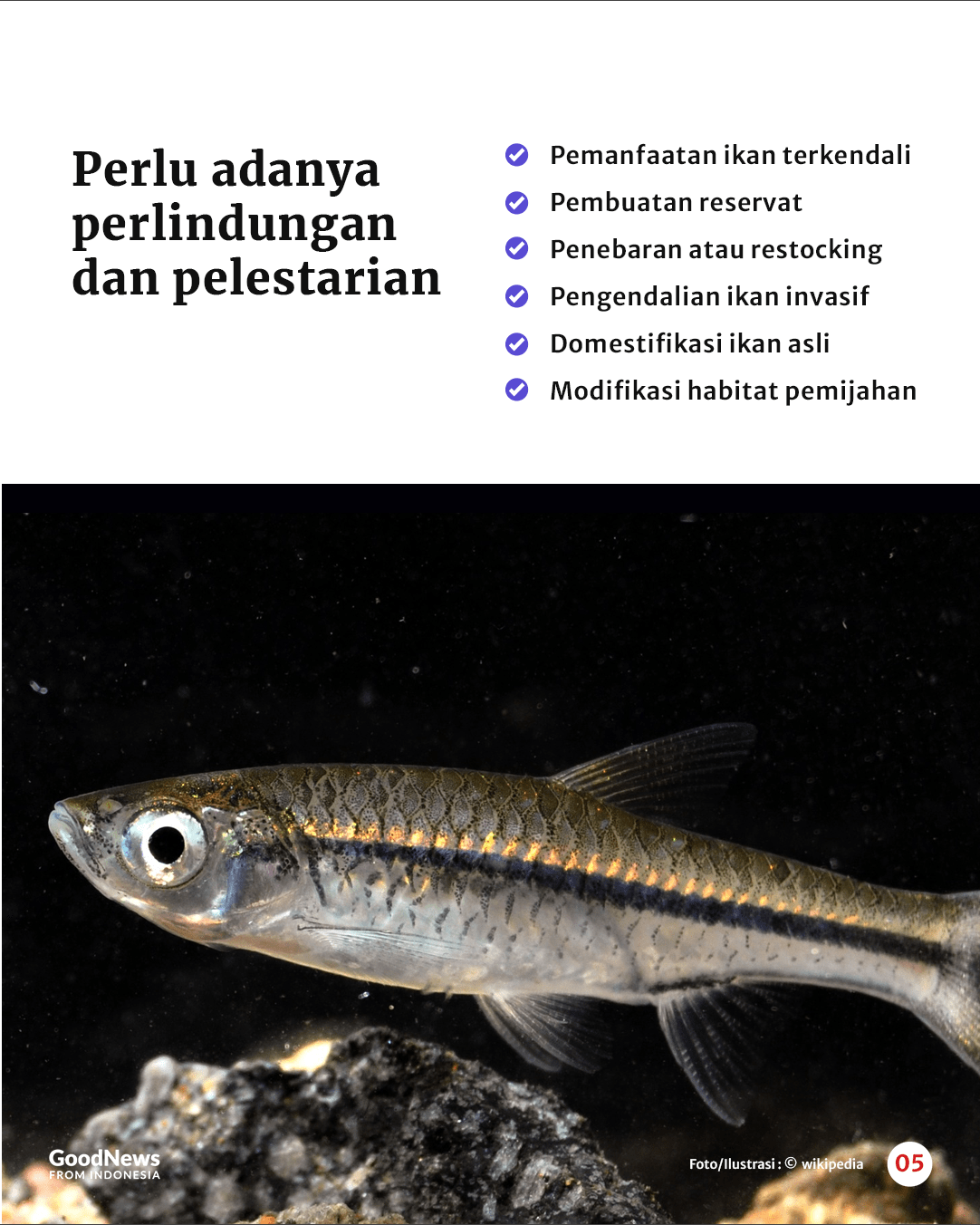 Ikan Wader yang Enak untuk Digoreng Terancam Punah, Apa Penyebabnya?