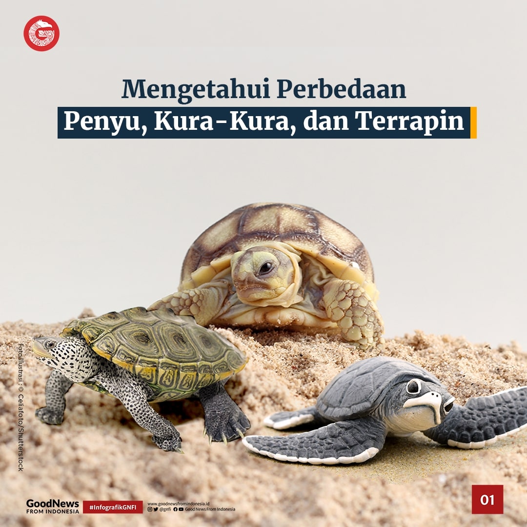 Ini Dia Perbedaan Penyu, Kura-Kura, dan Terrapin