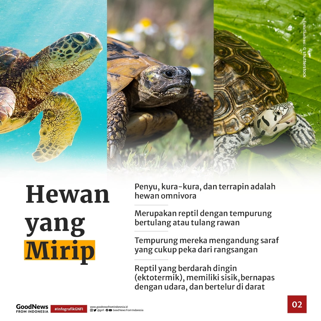 Ini Dia Perbedaan Penyu, Kura-Kura, dan Terrapin
