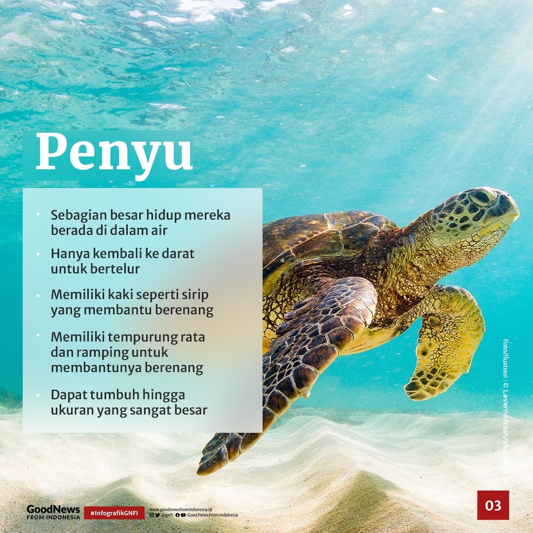 Ini Dia Perbedaan Penyu, Kura-Kura, dan Terrapin