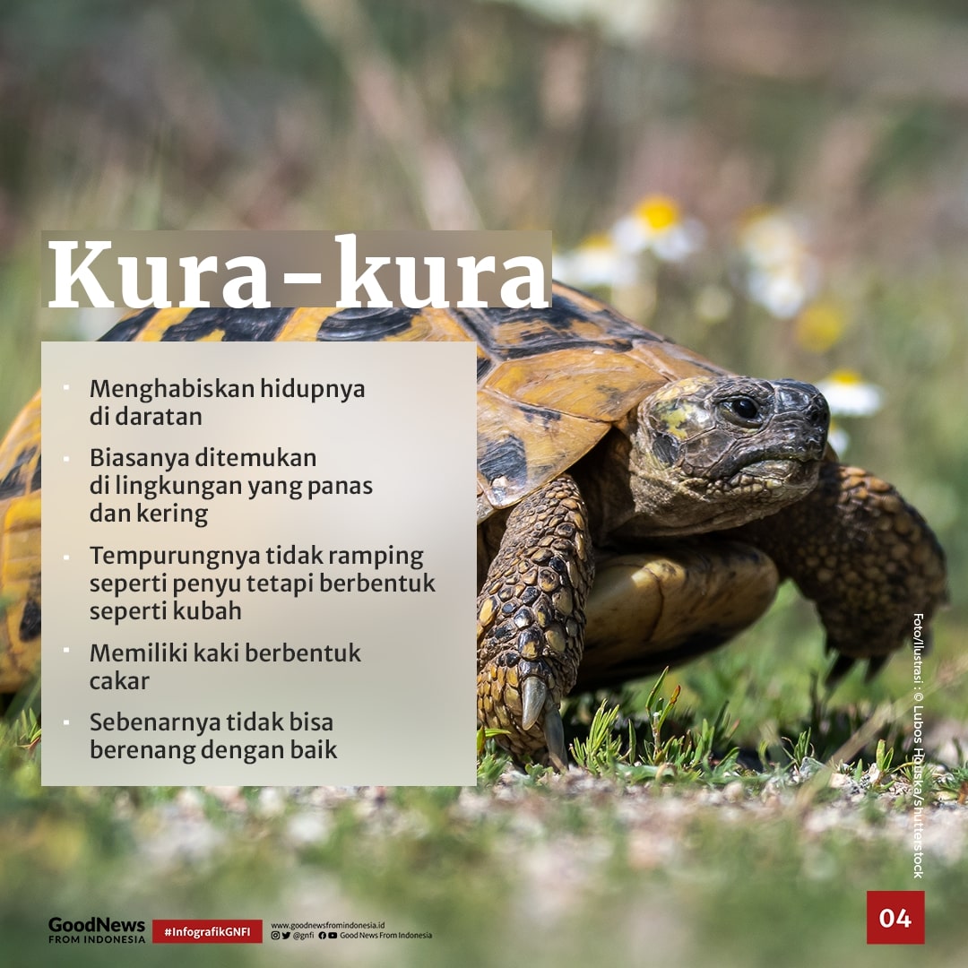 Ini Dia Perbedaan Penyu, Kura-Kura, dan Terrapin