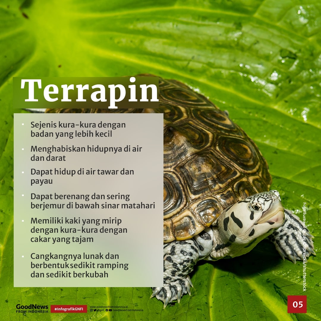 Ini Dia Perbedaan Penyu, Kura-Kura, dan Terrapin