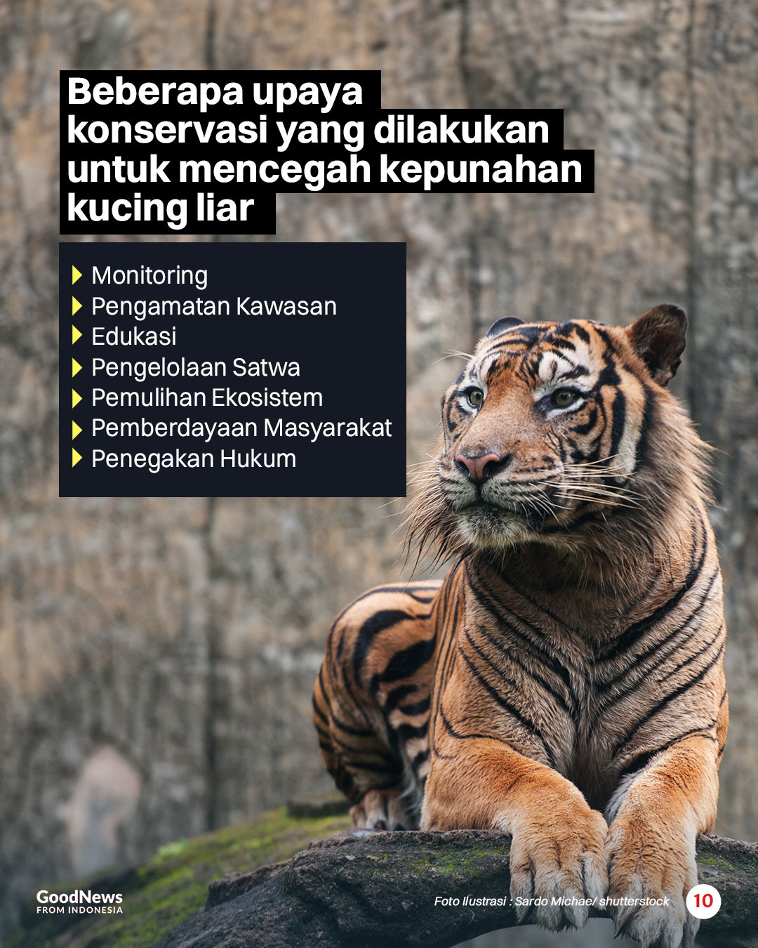 Inilah Sembilan Jenis Kucing Liar yang Dilindungi di Indonesia