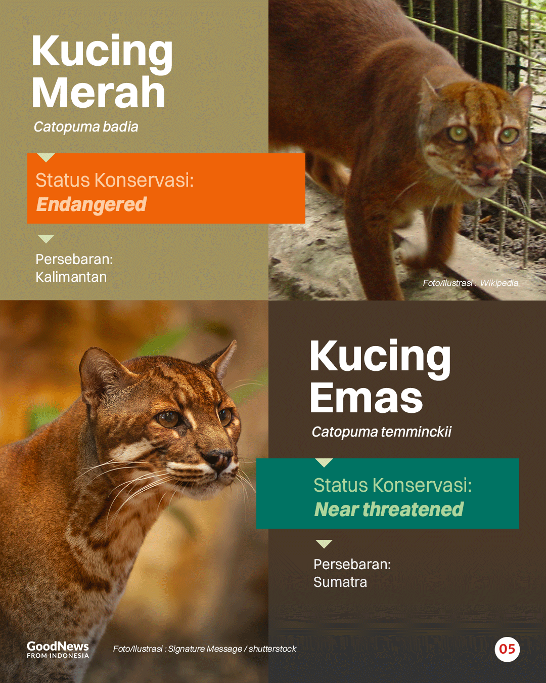 Inilah Sembilan Jenis Kucing Liar yang Dilindungi di Indonesia