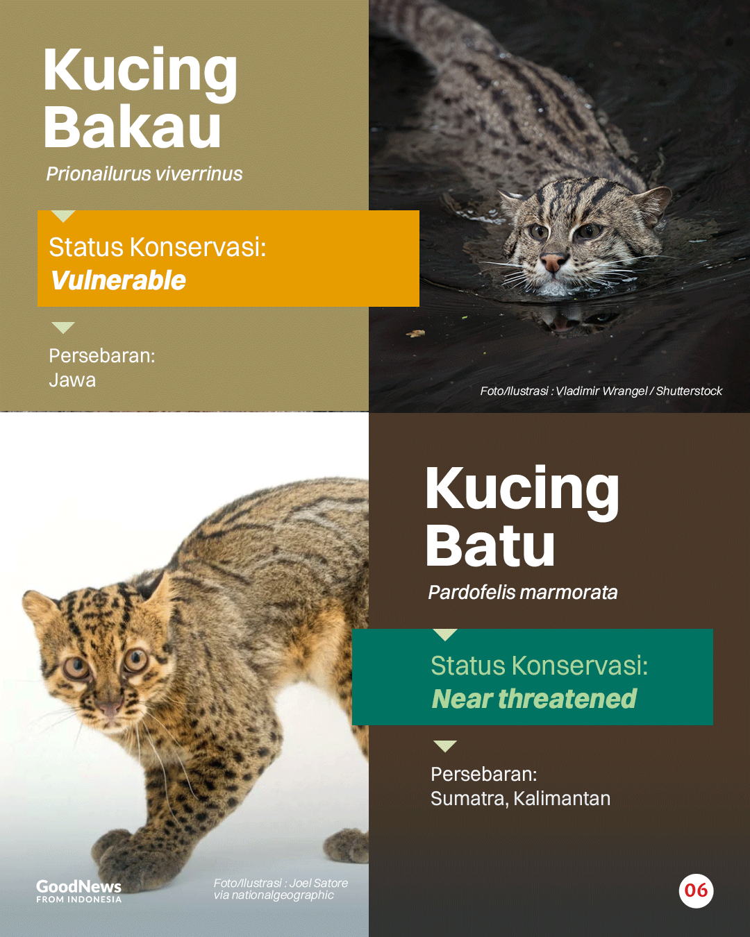 Inilah Sembilan Jenis Kucing Liar yang Dilindungi di Indonesia