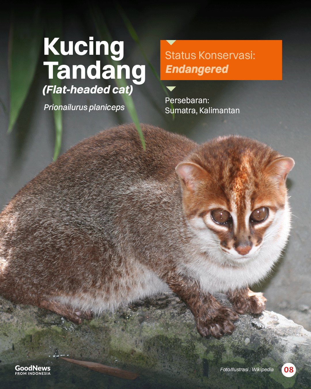 Inilah Sembilan Jenis Kucing Liar yang Dilindungi di Indonesia