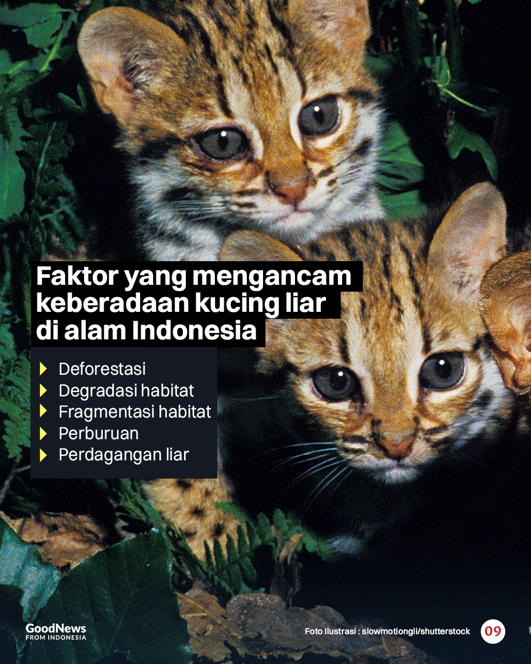 Inilah Sembilan Jenis Kucing Liar yang Dilindungi di Indonesia
