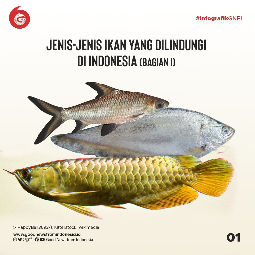 Jenis-Jenis Ikan yang Dilindungi di Indonesia (Bagian 1)