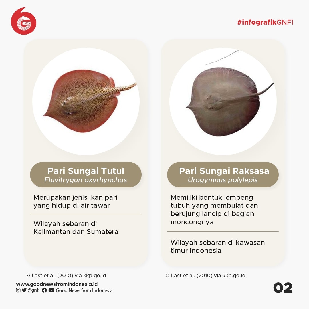 Jenis-Jenis Ikan yang Dilindungi di Indonesia (Bagian 1)
