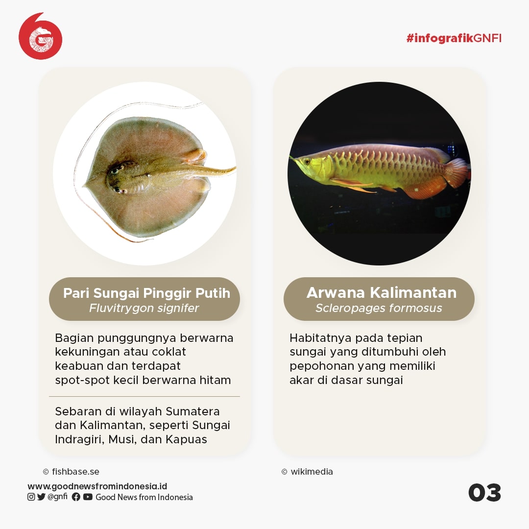 Jenis-Jenis Ikan yang Dilindungi di Indonesia (Bagian 1)