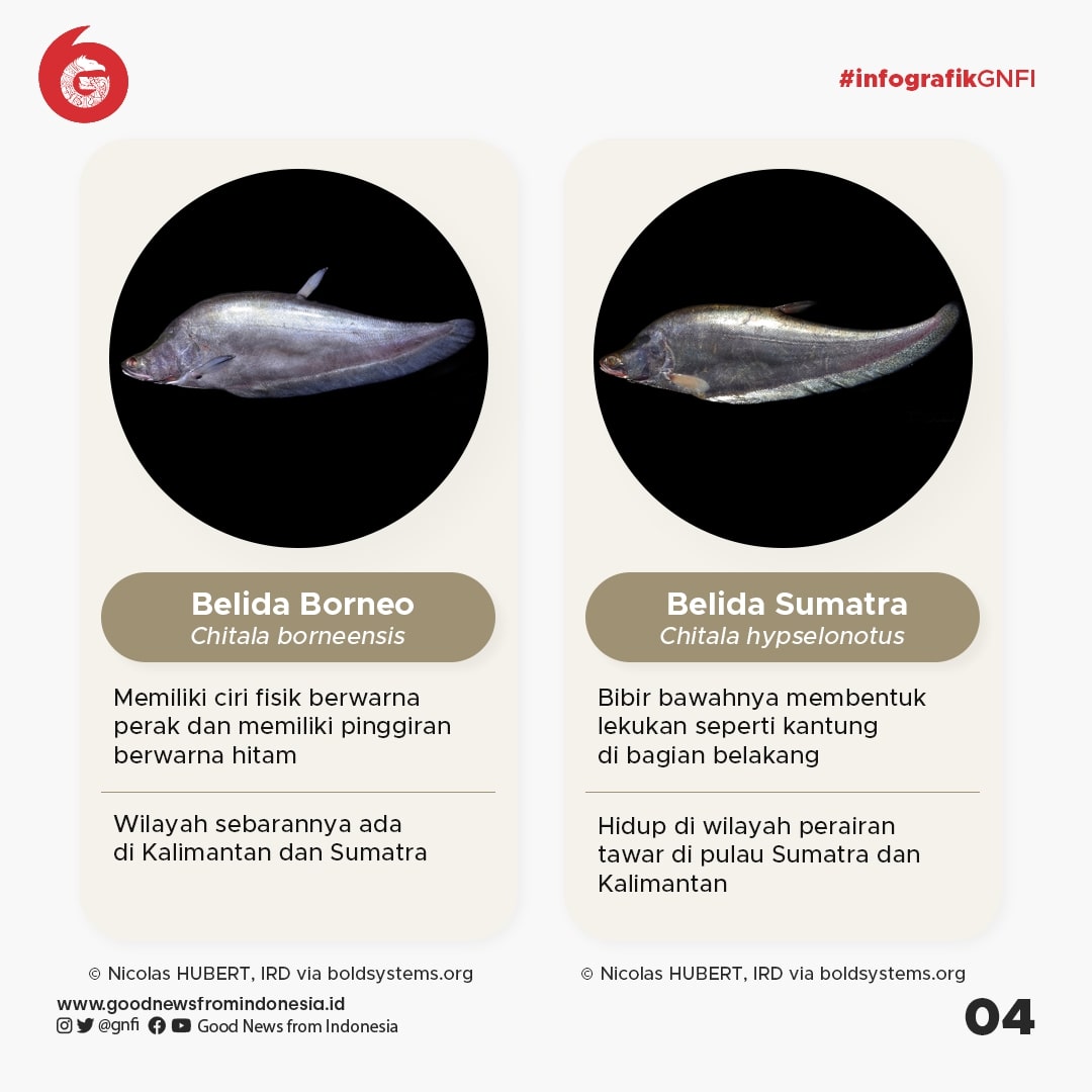 Jenis-Jenis Ikan yang Dilindungi di Indonesia (Bagian 1)
