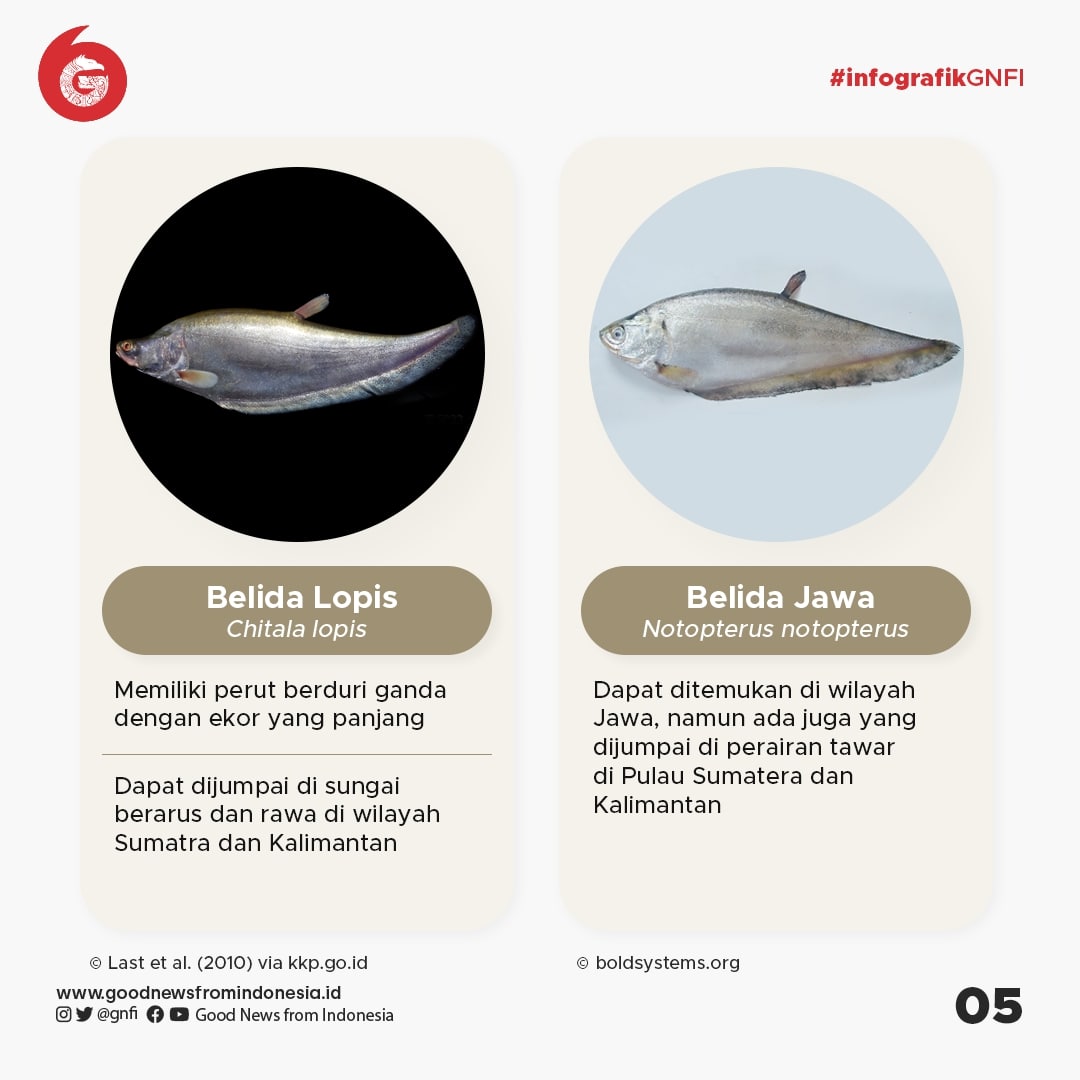 Jenis-Jenis Ikan yang Dilindungi di Indonesia (Bagian 1)