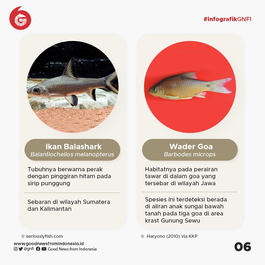 Jenis-Jenis Ikan yang Dilindungi di Indonesia (Bagian 1)
