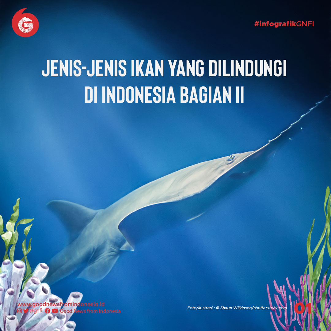 Jenis-Jenis Ikan yang Dilindungi di Indonesia (Bagian 2)