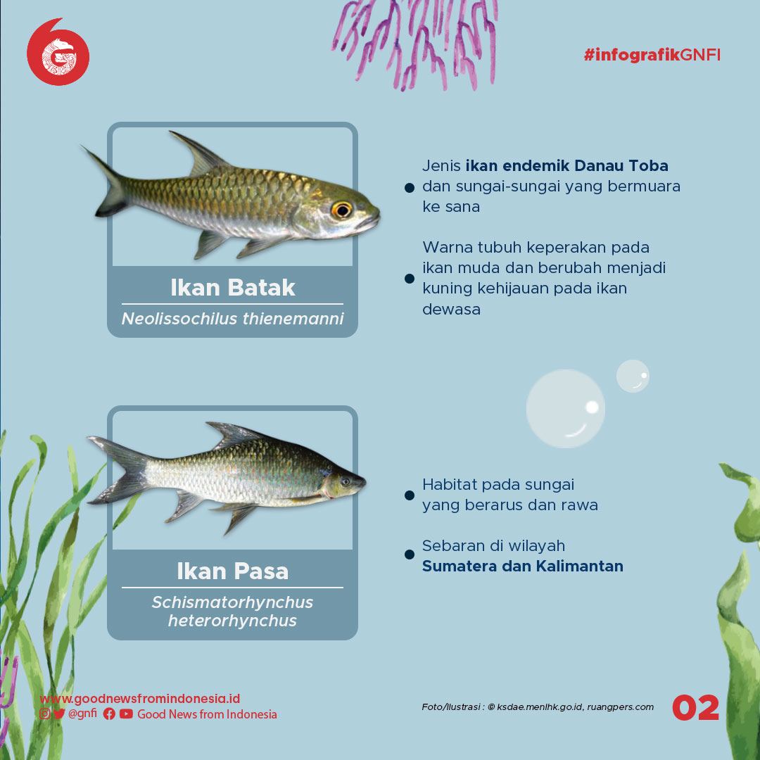Jenis-Jenis Ikan yang Dilindungi di Indonesia (Bagian 2)