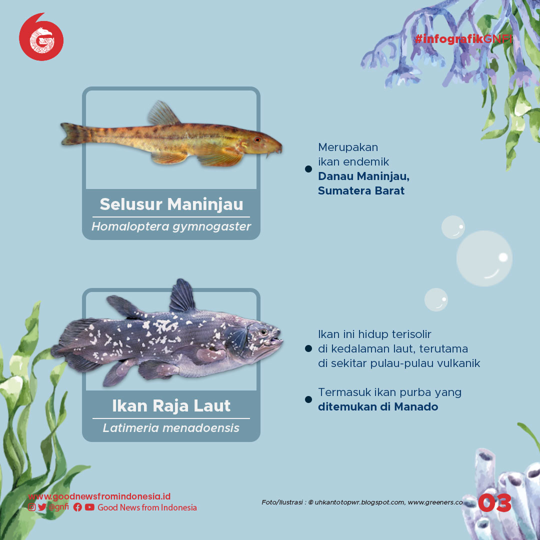Jenis-Jenis Ikan yang Dilindungi di Indonesia (Bagian 2)