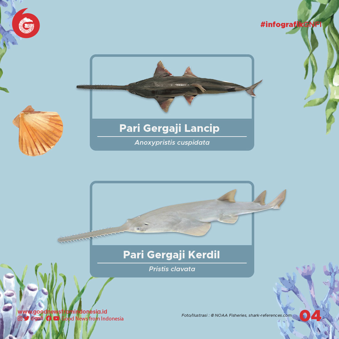 Jenis-Jenis Ikan yang Dilindungi di Indonesia (Bagian 2)