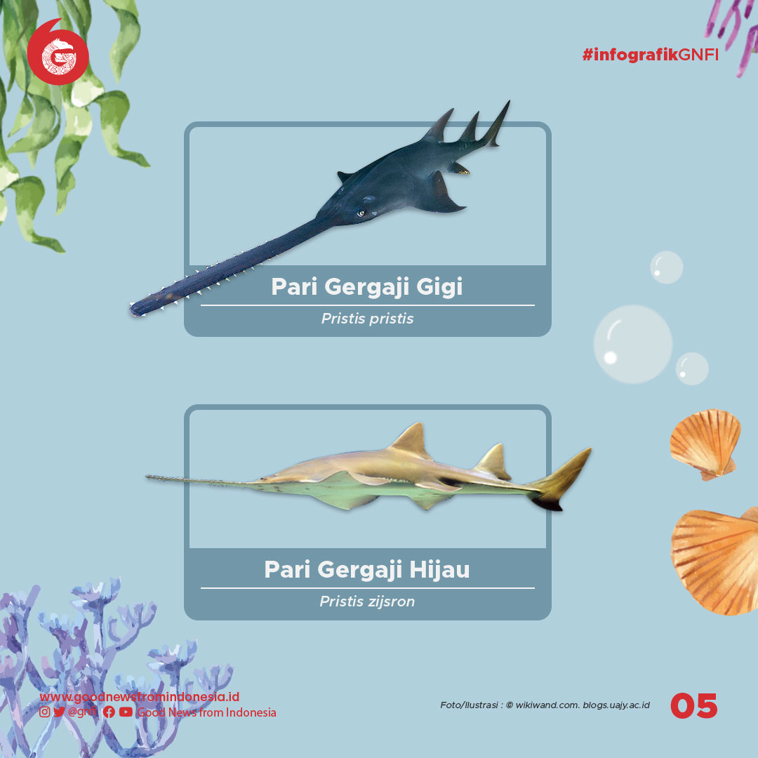 Jenis-Jenis Ikan yang Dilindungi di Indonesia (Bagian 2)