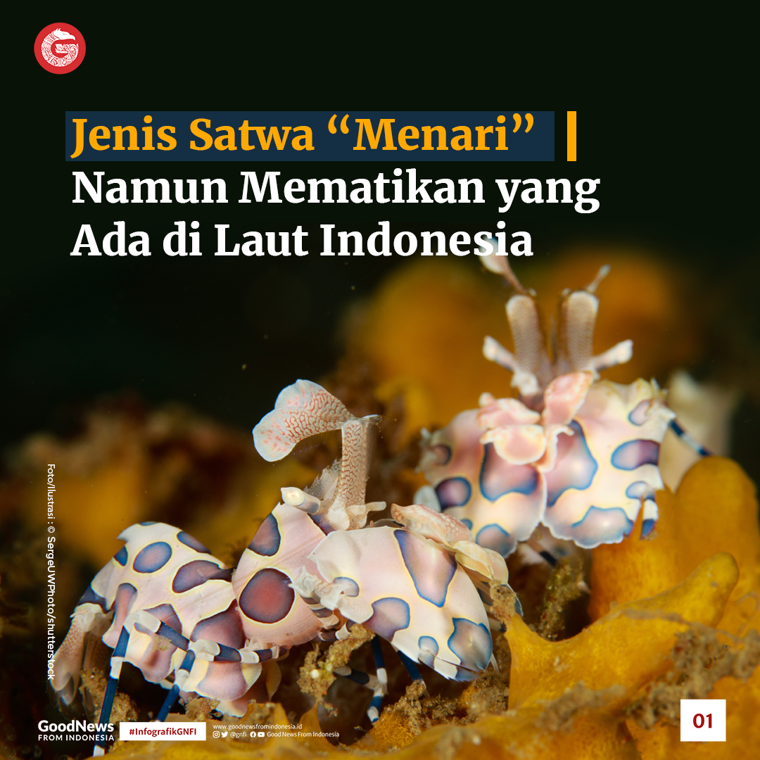 Jenis Satwa Laut yang Mematikan di Perairan Indonesia