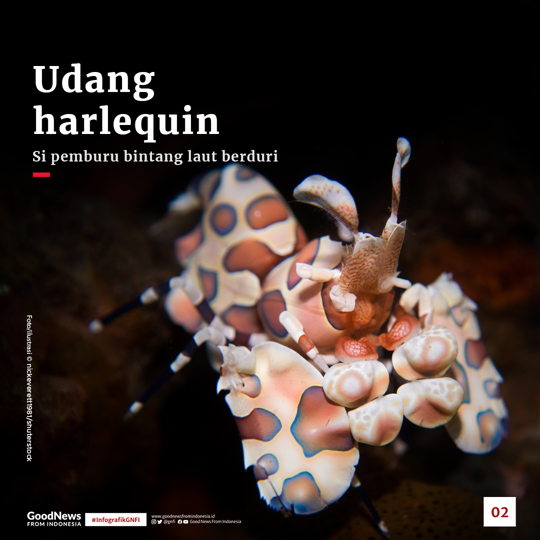 Jenis Satwa Laut yang Mematikan di Perairan Indonesia