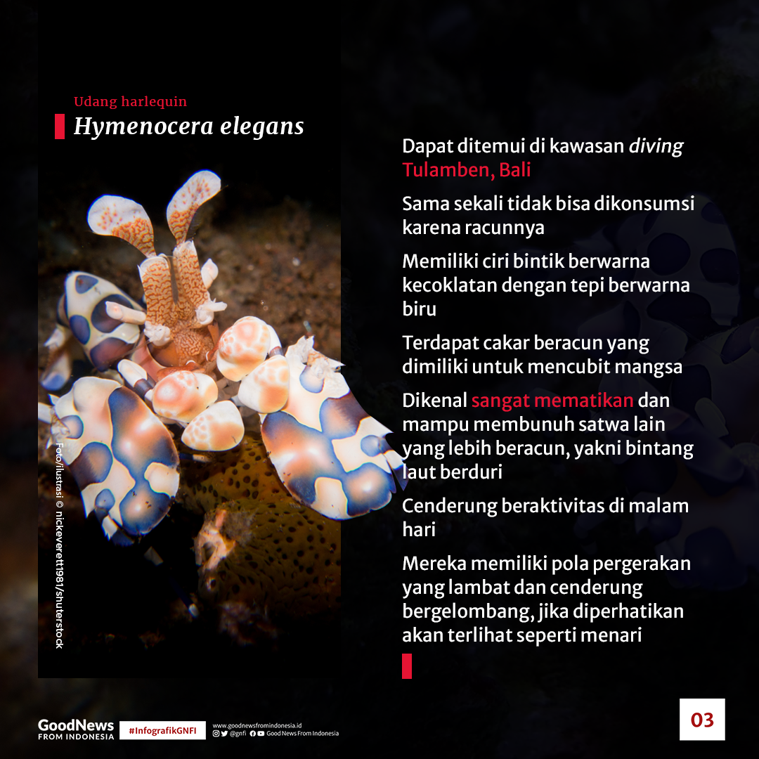 Jenis Satwa Laut yang Mematikan di Perairan Indonesia