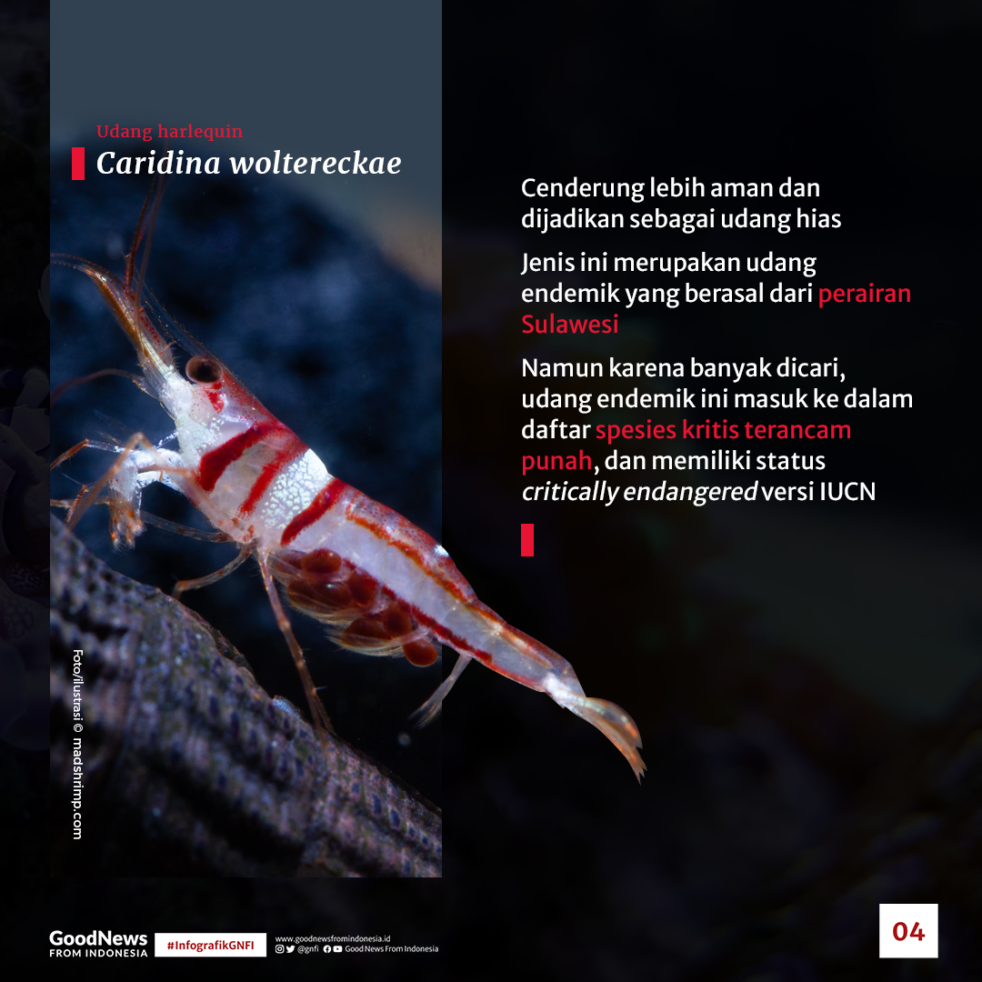 Jenis Satwa Laut yang Mematikan di Perairan Indonesia