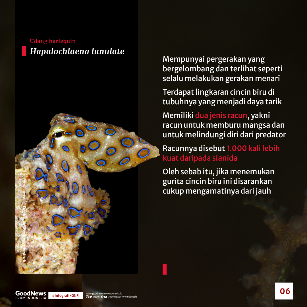Jenis Satwa Laut yang Mematikan di Perairan Indonesia