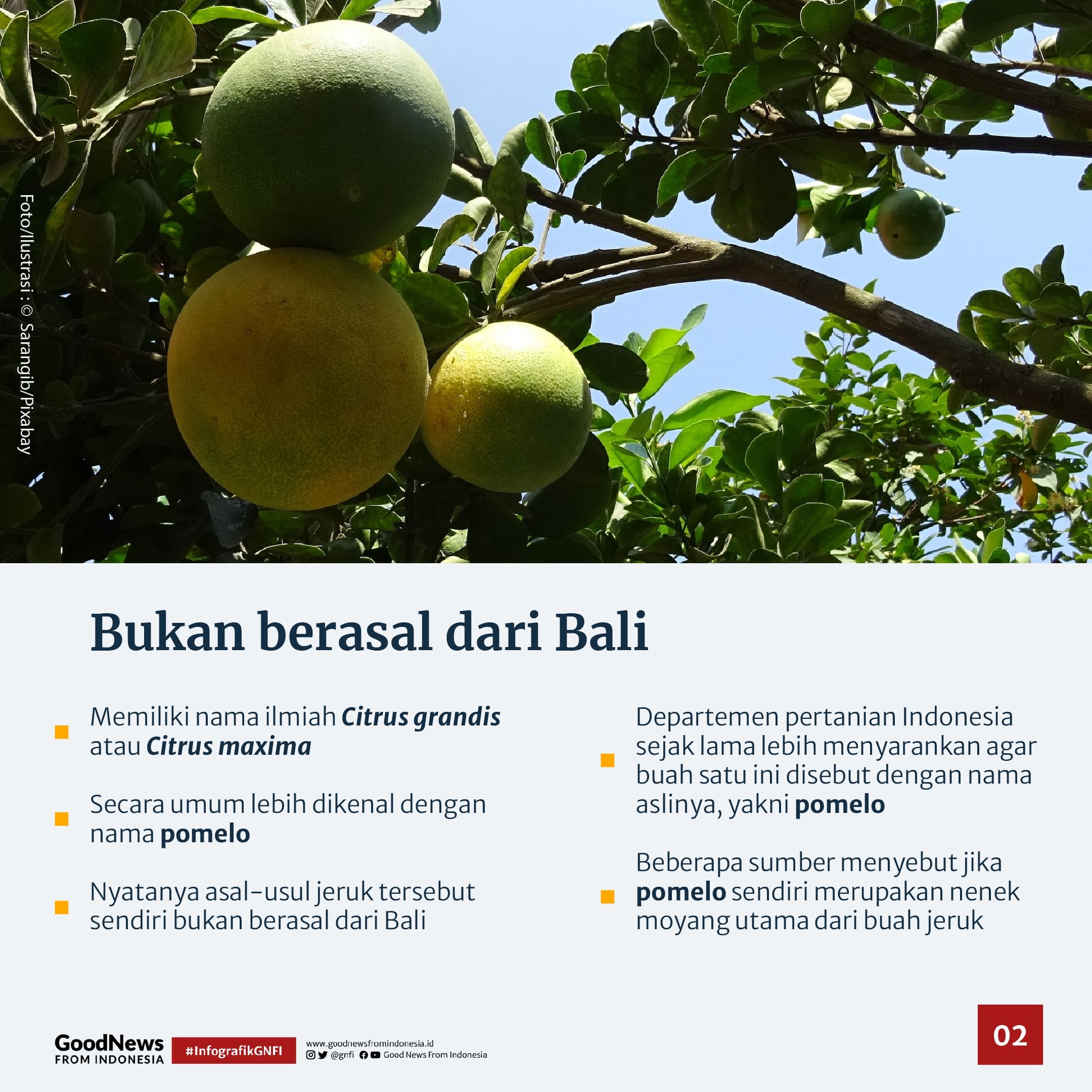 Jeruk Bali bukan dari Bali?