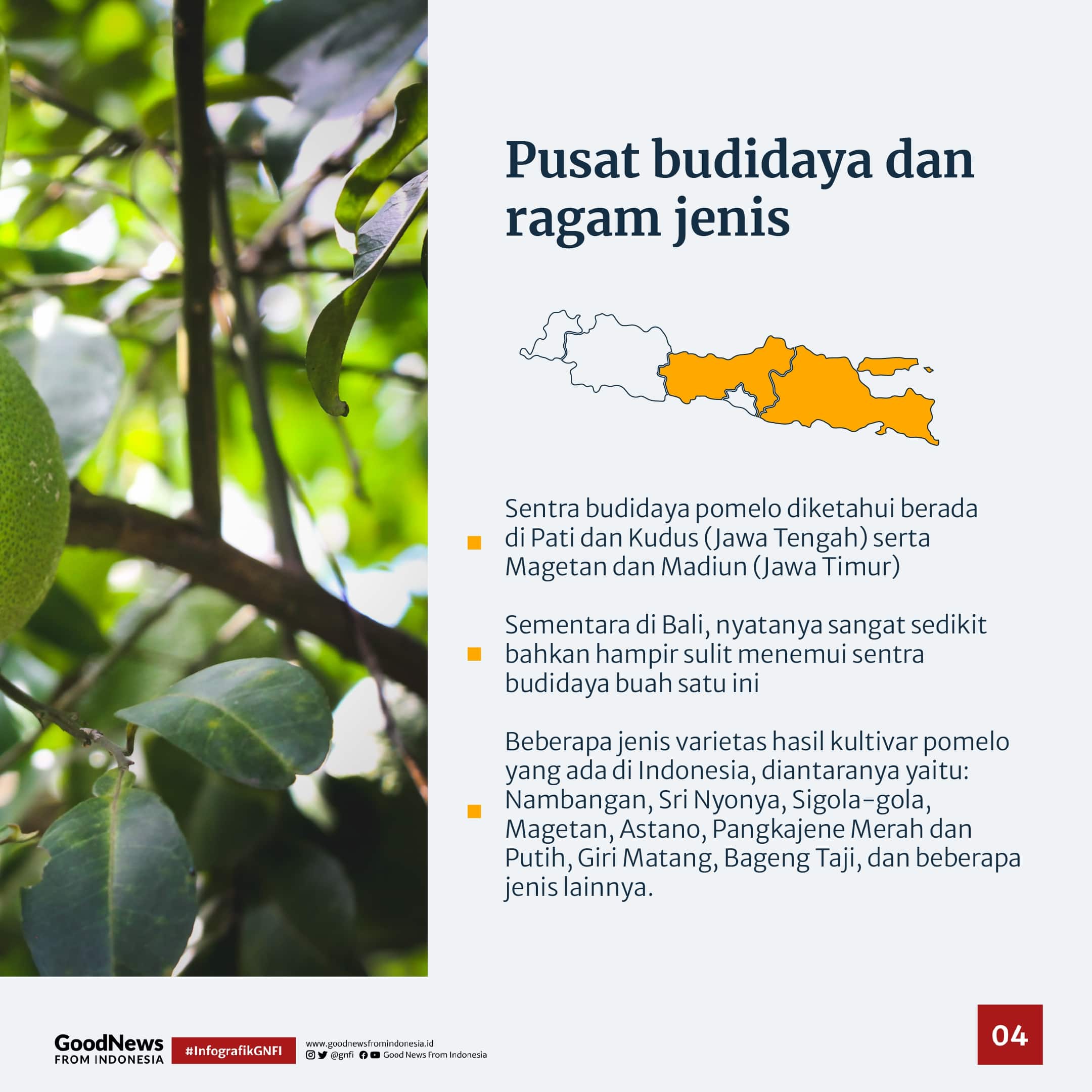 Jeruk Bali bukan dari Bali?