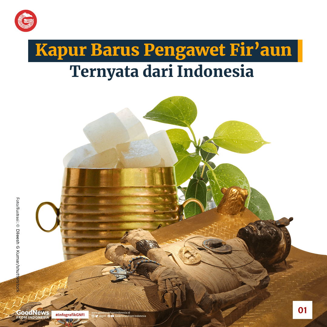 Kapur Barus Pengawet Firu2019aun Ternyata dari Indonesia