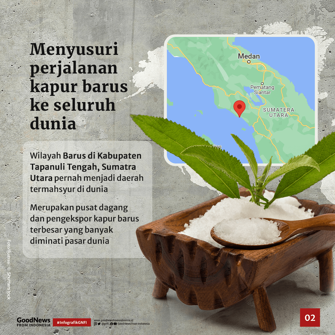 Kapur Barus Pengawet Firu2019aun Ternyata dari Indonesia