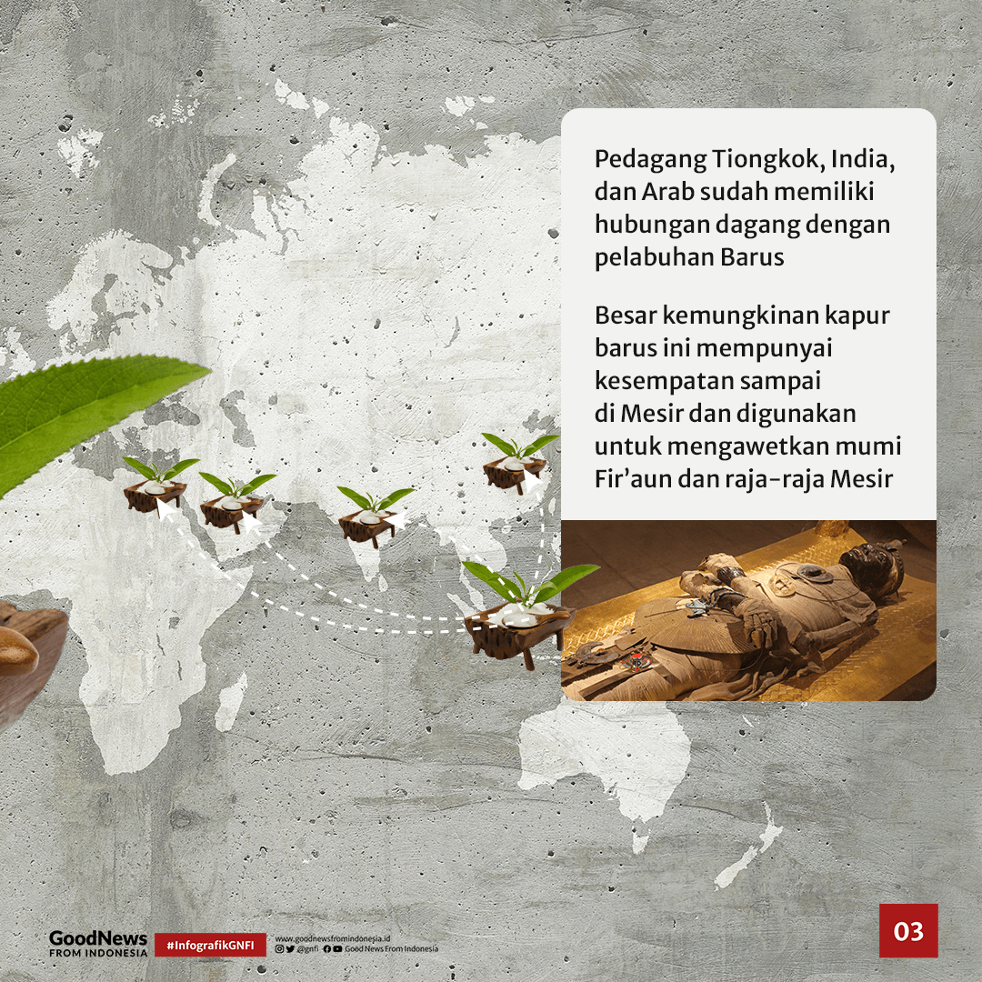 Kapur Barus Pengawet Firu2019aun Ternyata dari Indonesia