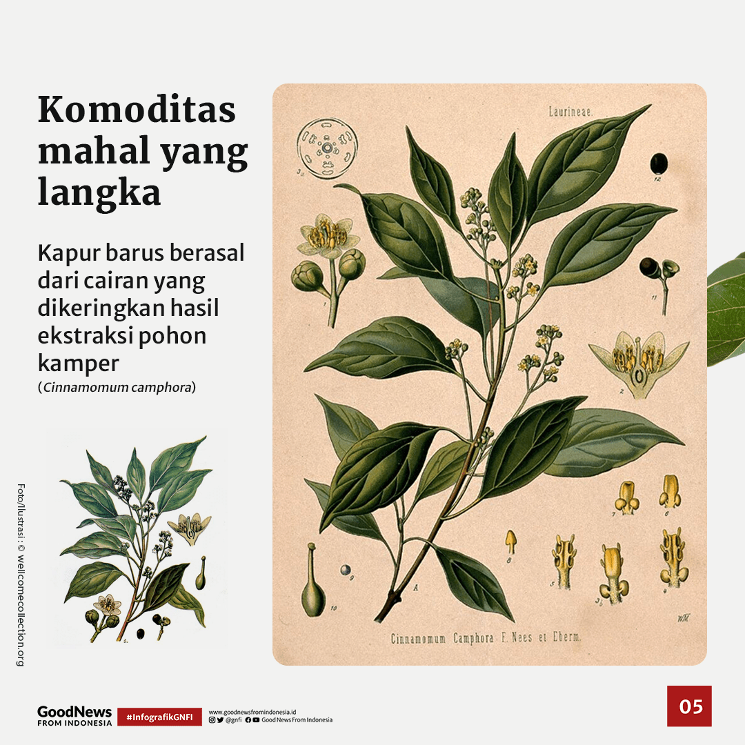 Kapur Barus Pengawet Firu2019aun Ternyata dari Indonesia