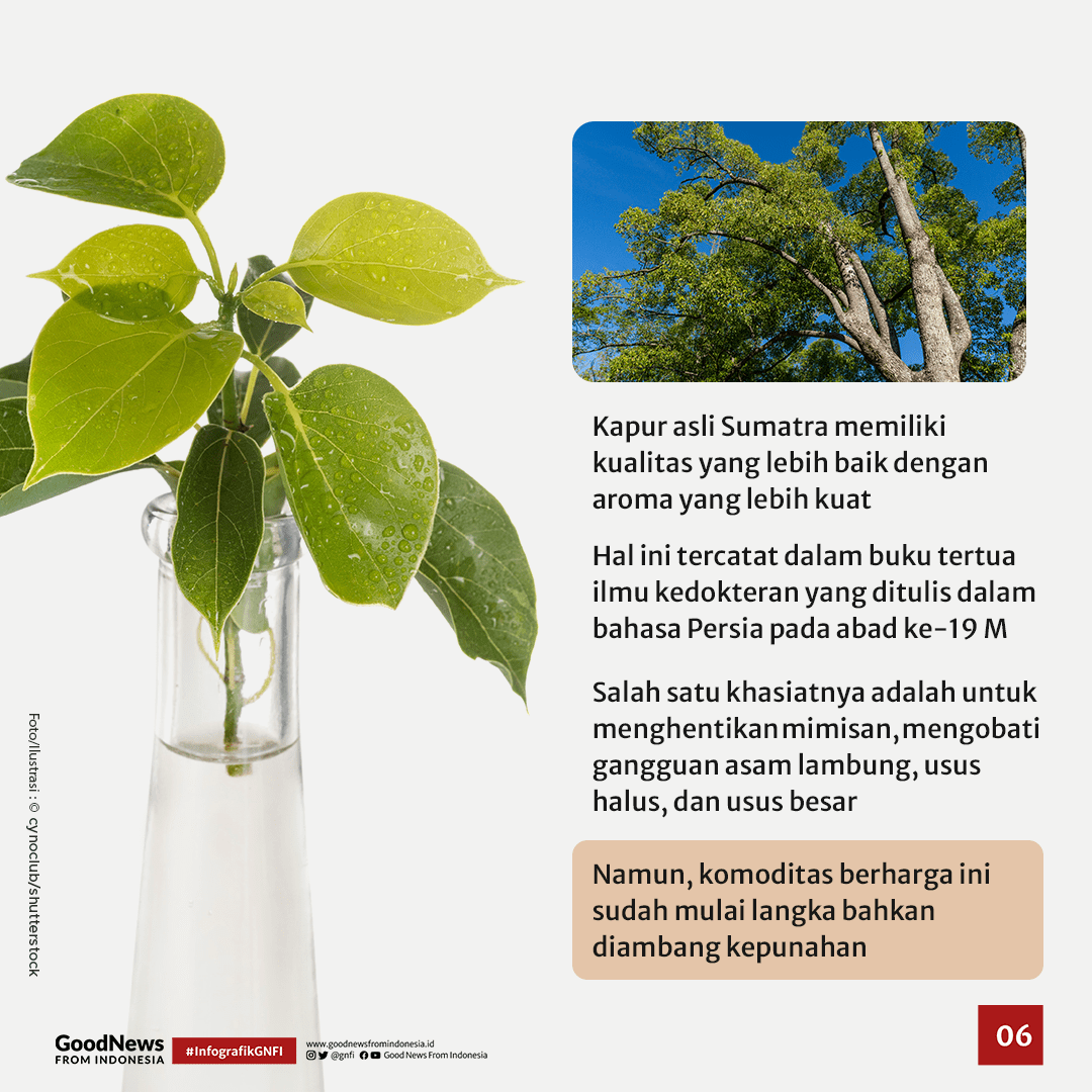 Kapur Barus Pengawet Firu2019aun Ternyata dari Indonesia