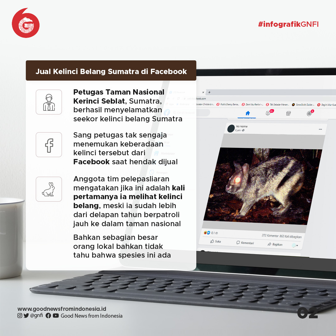 Kelinci Belang Sumatra yang Diselamatkan dari Perdagangan Gelap