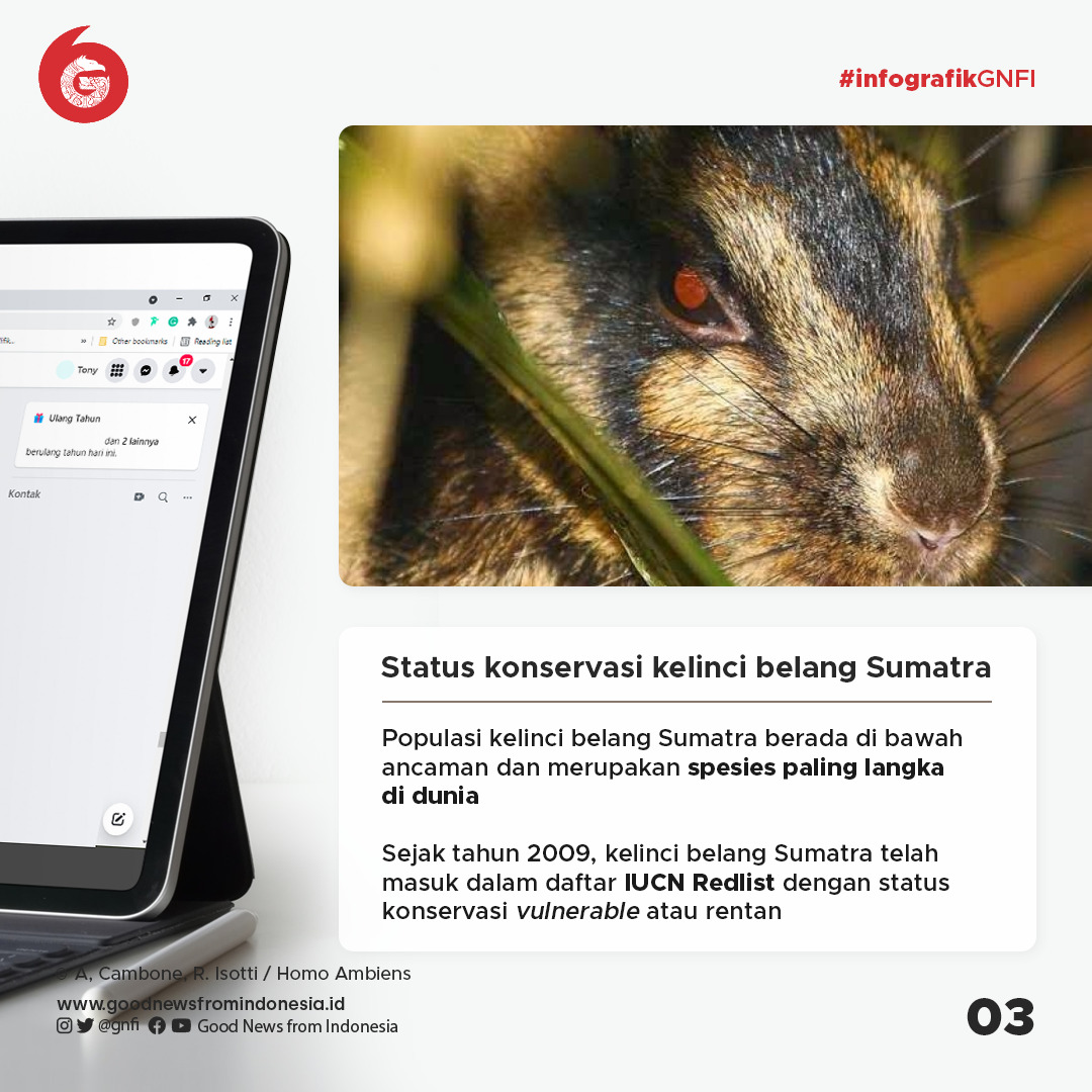 Kelinci Belang Sumatra yang Diselamatkan dari Perdagangan Gelap