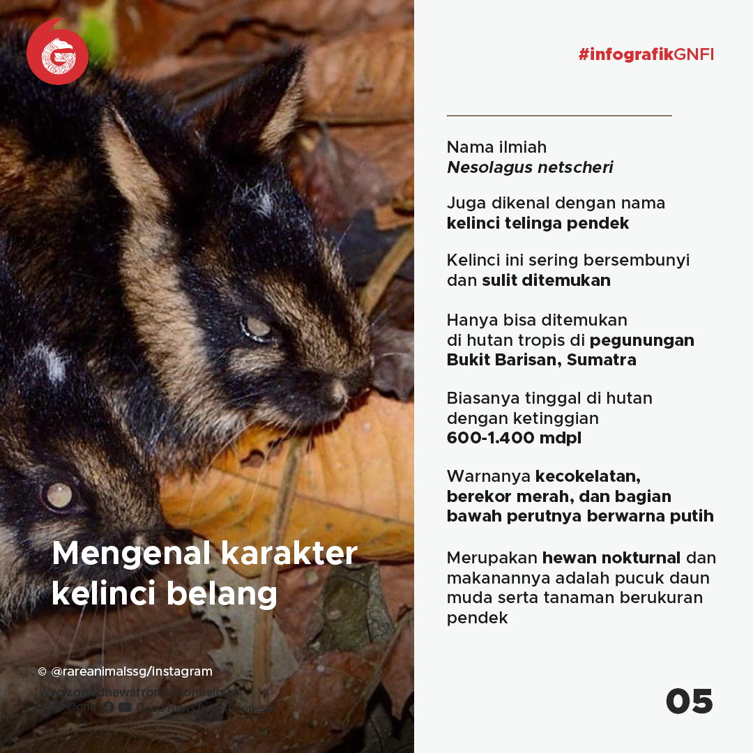 Kelinci Belang Sumatra yang Diselamatkan dari Perdagangan Gelap
