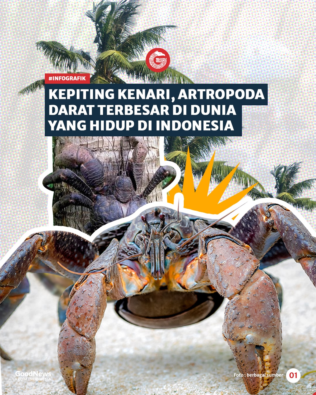 Kepiting Kenari, Artropoda Darat Terbesar di Dunia yang Hidup di Indonesia