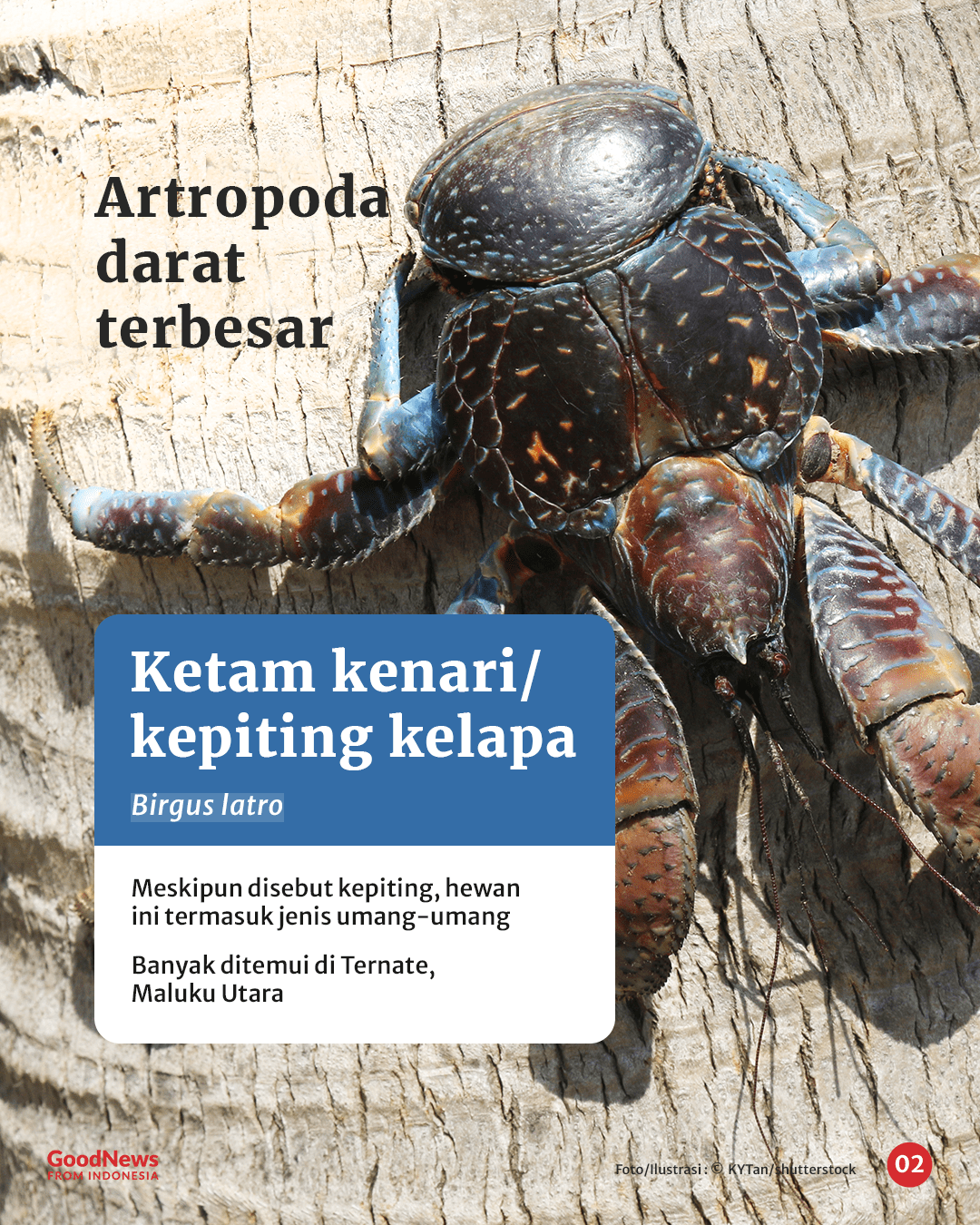 Kepiting Kenari, Artropoda Darat Terbesar di Dunia yang Hidup di Indonesia