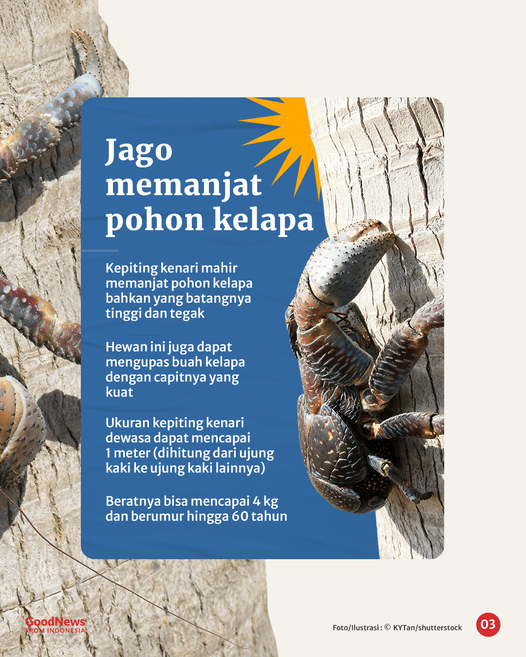 Kepiting Kenari, Artropoda Darat Terbesar di Dunia yang Hidup di Indonesia