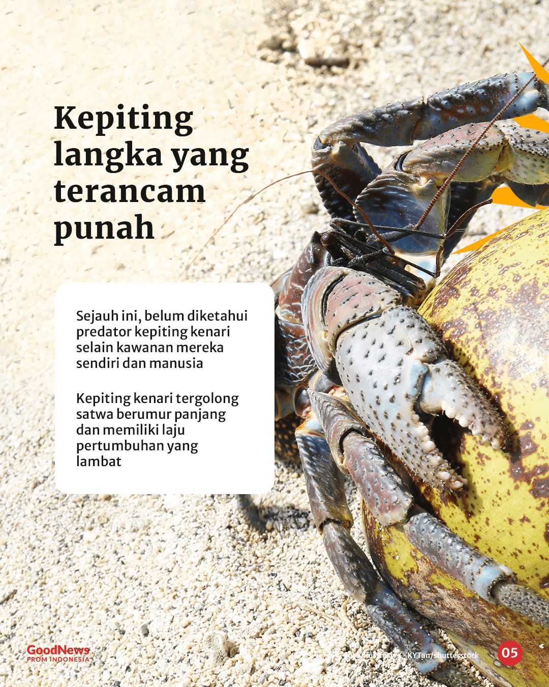 Kepiting Kenari, Artropoda Darat Terbesar di Dunia yang Hidup di Indonesia