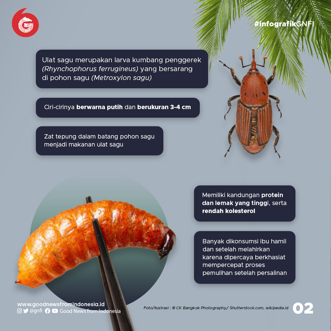 Kuliner Ulat Sagu yang Ternyata Kaya Nutrisi