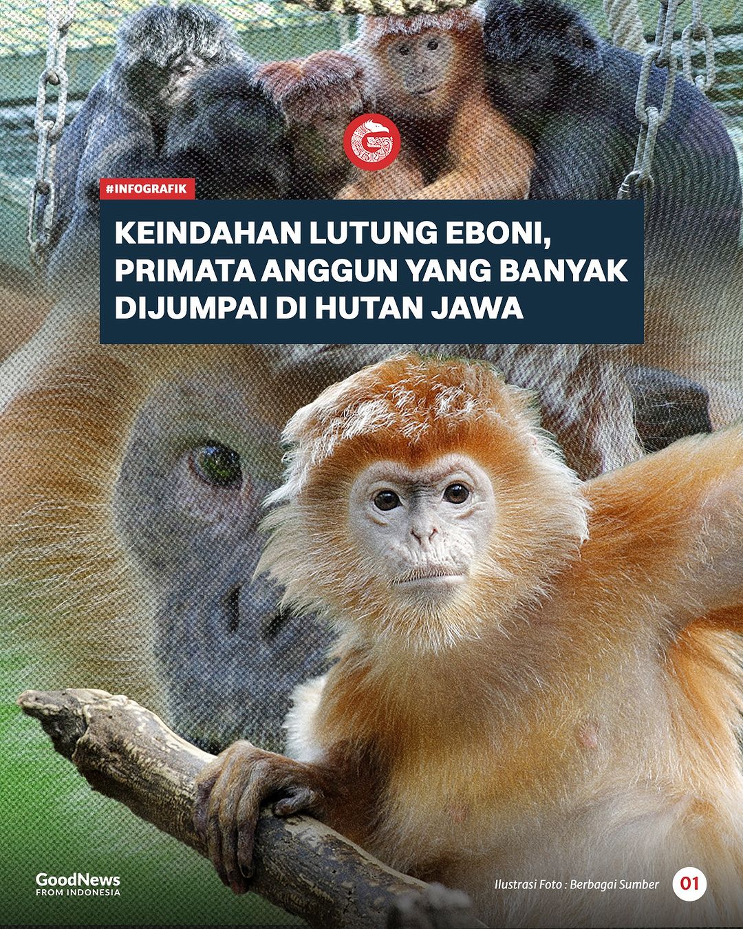 Lutung Eboni, Primata Anggun yang Banyak Dijumpai di Hutan Jawa
