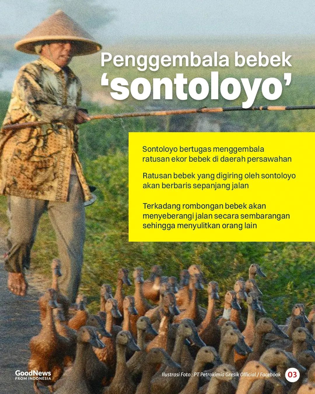 Makna Awal Sontoloyo adalah Pengembala Bebek, Mengapa Kini jadi Umpatan?