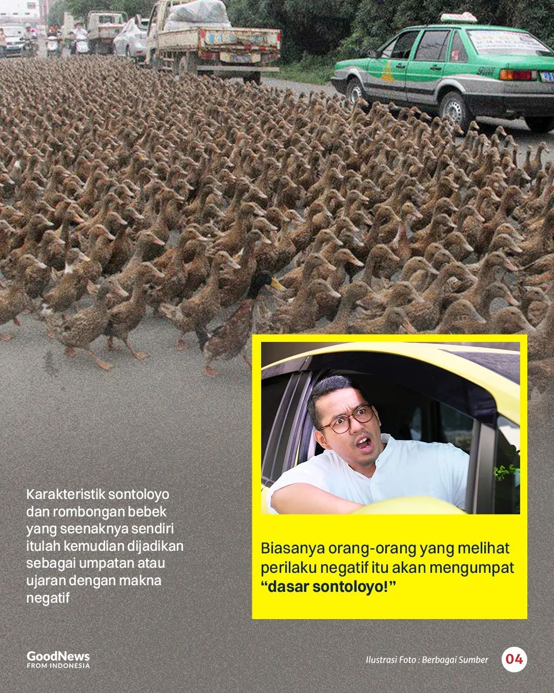 Makna Awal Sontoloyo adalah Pengembala Bebek, Mengapa Kini jadi Umpatan?