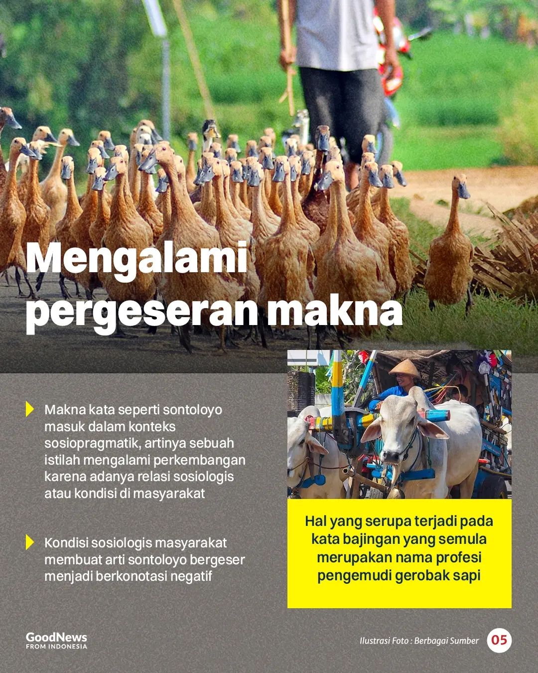Makna Awal Sontoloyo adalah Pengembala Bebek, Mengapa Kini jadi Umpatan?