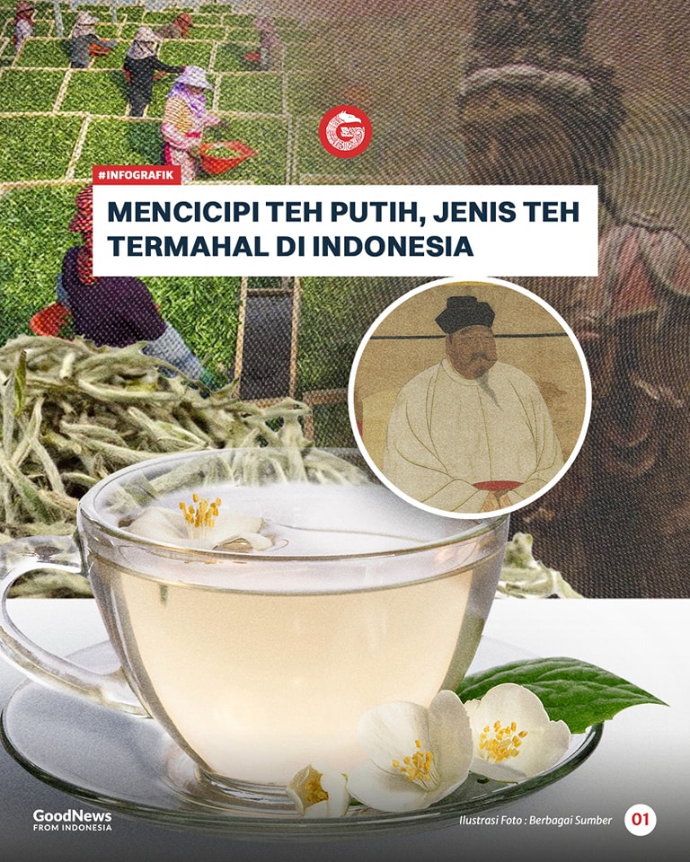 Mencicipi Teh Putih, Jenis Teh Termahal di Indonesia