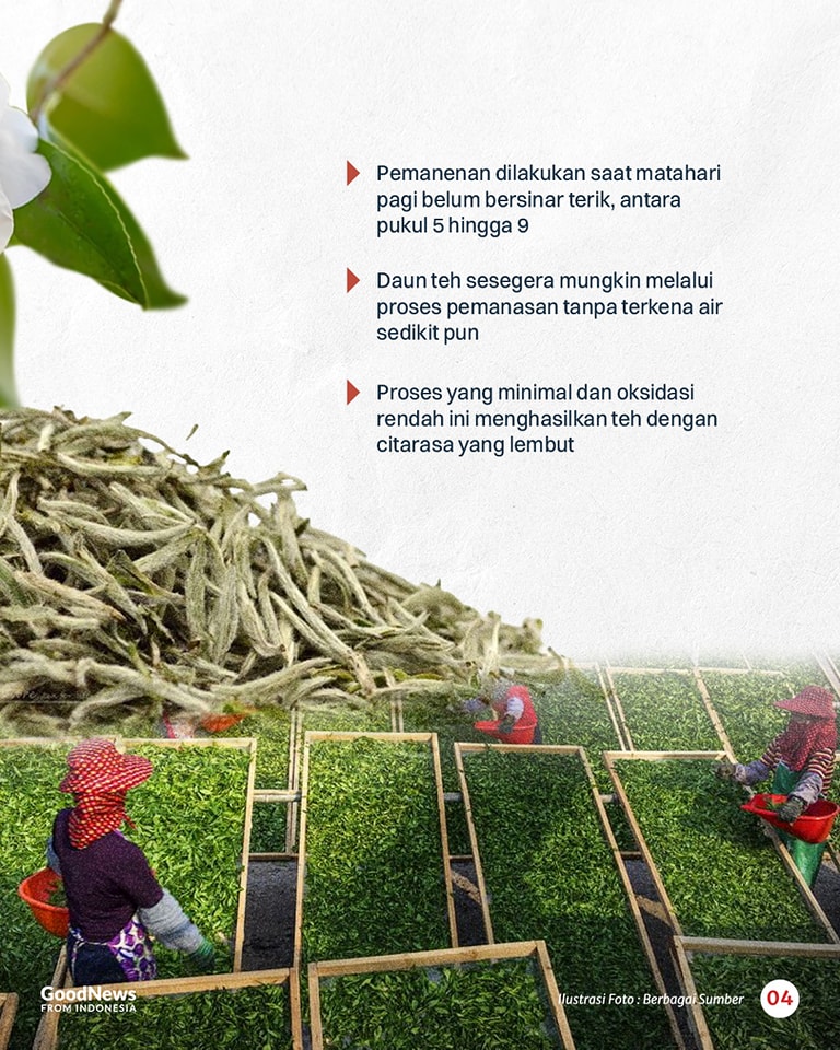 Mencicipi Teh Putih, Jenis Teh Termahal di Indonesia