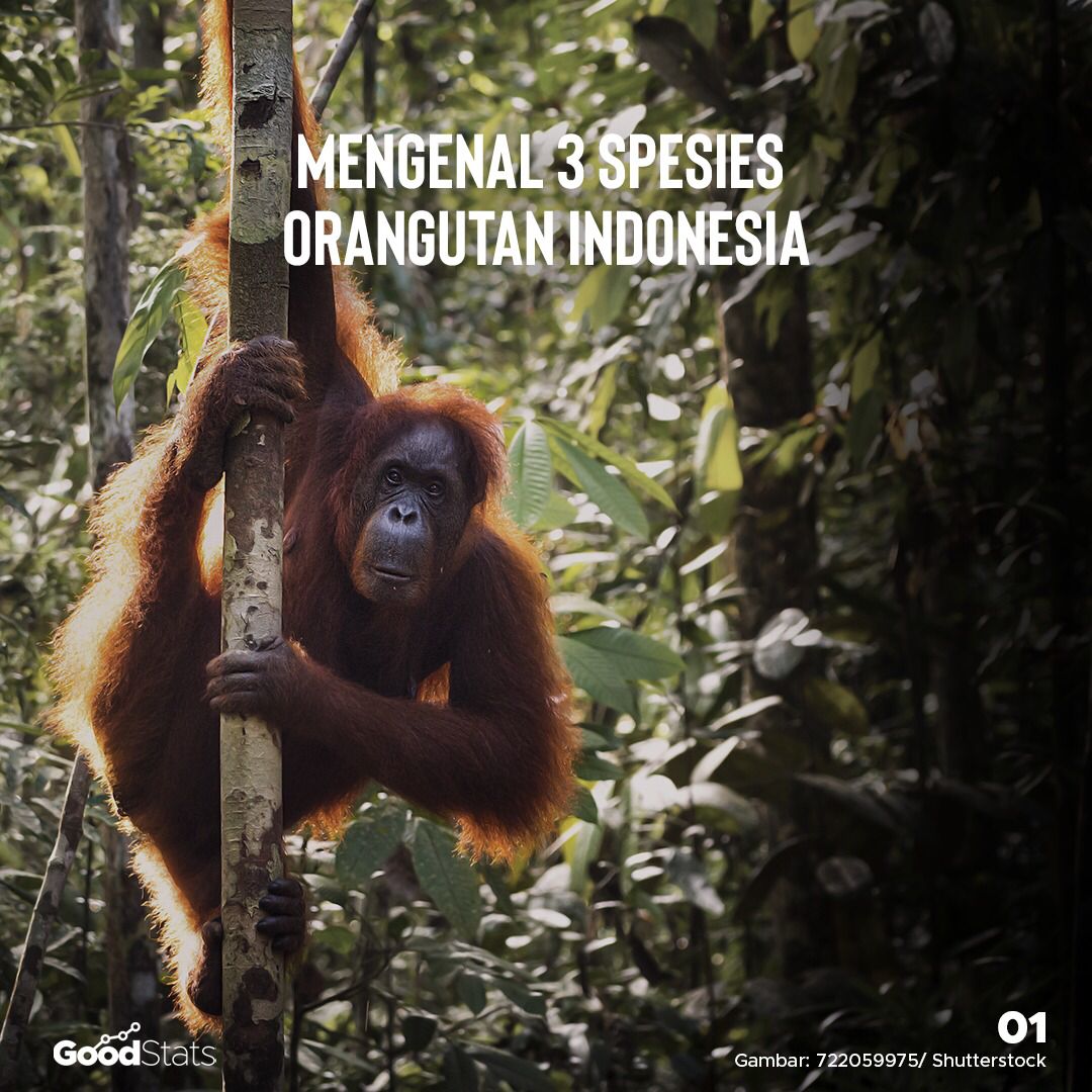 Mengenal 3 Spesies Orang Utan Indonesia