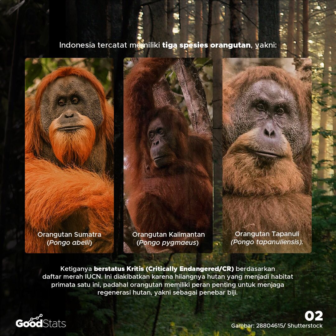 Mengenal 3 Spesies Orang Utan Indonesia